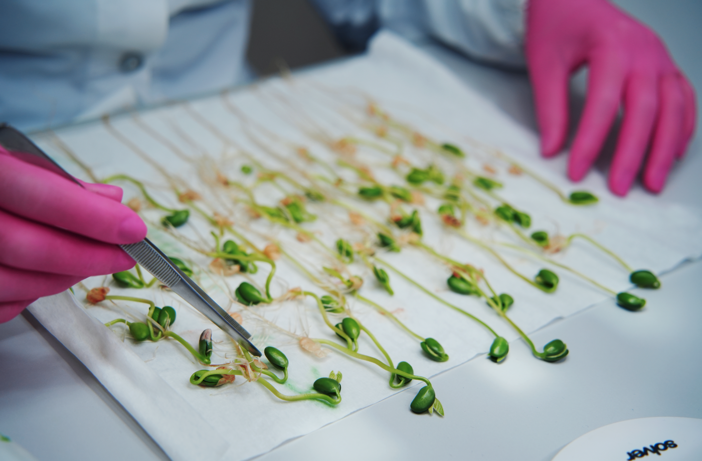 Laboratorio Sementes Costa Beber